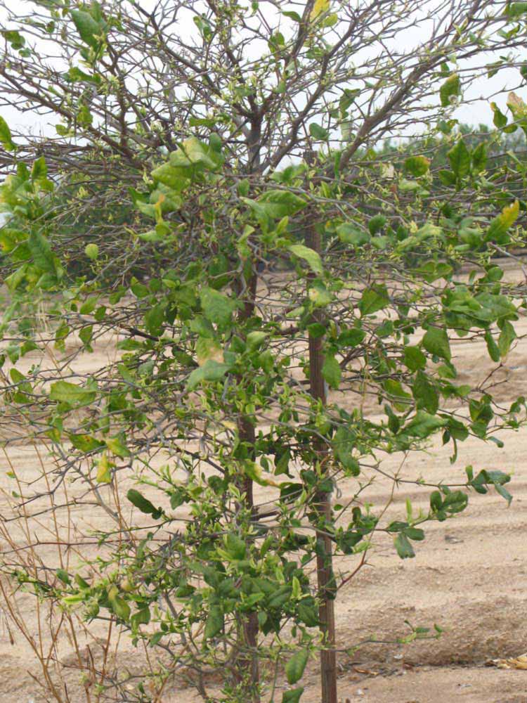            Habit (Riverside, CA)   
